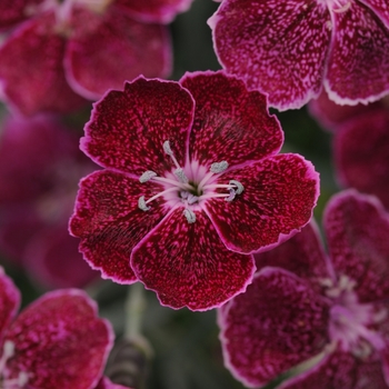 Dianthus 'Lavender Lace' 