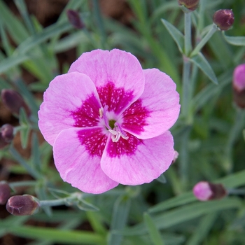 Dianthus Everlast™ Light Pink + Eye