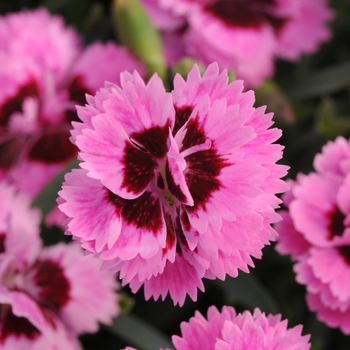 Dianthus 'Lilac + Eye' 