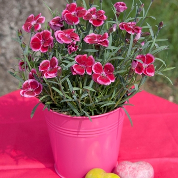 Dianthus EverLast™ Raspberry Cream