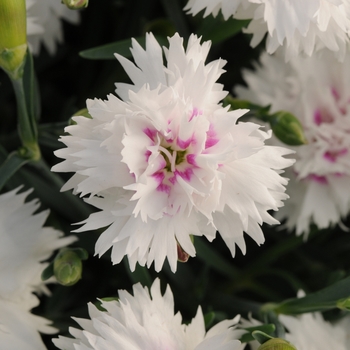 Dianthus Everlast™ White + Eye