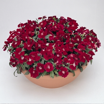 Dianthus chinensis x barbatus Floral Lace™ Crimson
