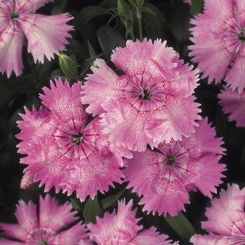 Dianthus chinensis x barbatus