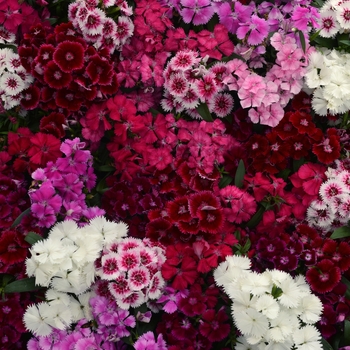 Dianthus chinensis x barbatus Floral Lace™ Mix