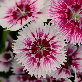 Dianthus chinensis x barbatus Floral Lace™ Picotee