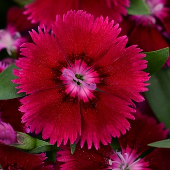 Dianthus chinensis x barbatus