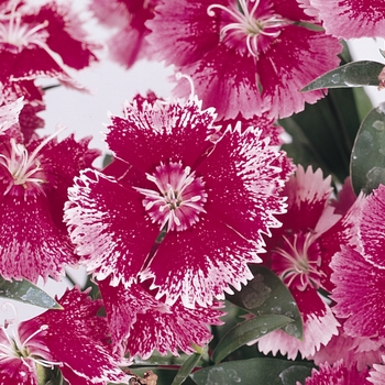 Dianthus chinensis x barbatus Floral Lace™ Rose