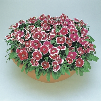 Dianthus chinensis x barbatus Floral Lace™ Violet Picotee