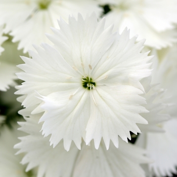 Dianthus chinensis x barbatus Floral Lace™ White