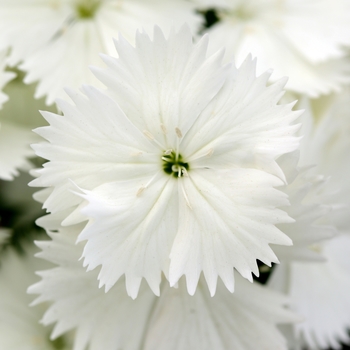 Dianthus chinensis x barbatus