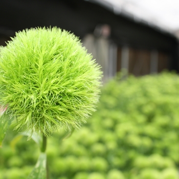 Dianthus barbatus 'Green Ball'