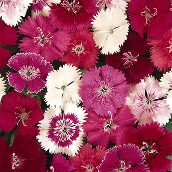 Dianthus 'Mix' 