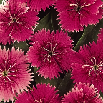 Dianthus 'Raspberry' 