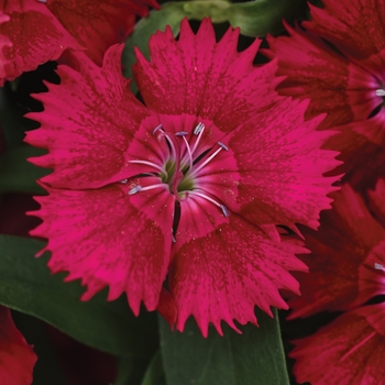 Dianthus 'Red' 