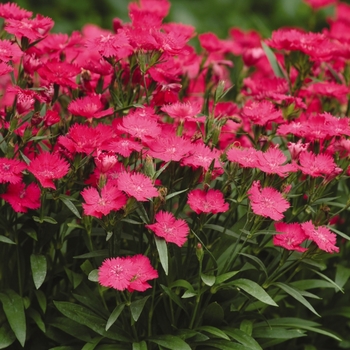 Dianthus Ideal Select™ 'Rose'