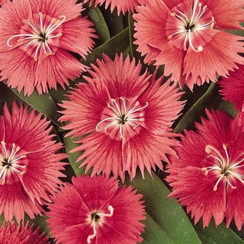 Dianthus 'Salmon' 