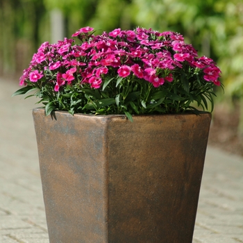 Dianthus 'Violet' 