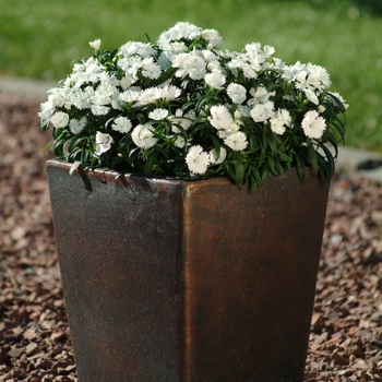 Dianthus 'White' 