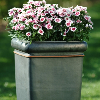 Dianthus 'WhiteFire' 