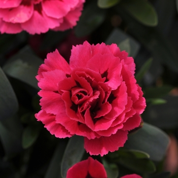 Dianthus caryophyllus 'Cherry + Velvet' 