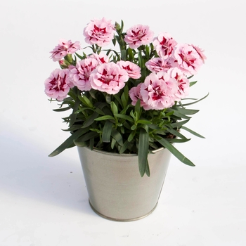 Dianthus caryophyllus Oscar® 'Purple Star'