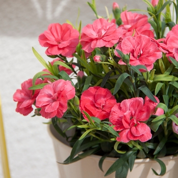 Dianthus caryophyllus 'Salmon' 