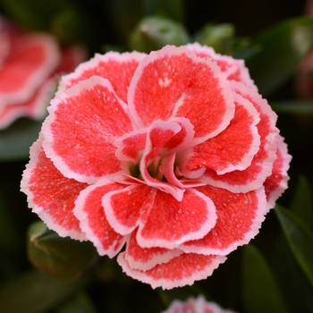 Dianthus caryophyllus 'Salmon White' 