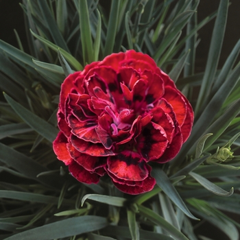 Dianthus caryophyllus SuperTrouper™ 'Butterfly Dark Red'