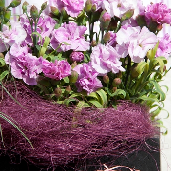 Dianthus caryophyllus SuperTrouper™ 'Lavender+White'