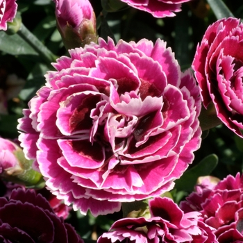 Dianthus caryophyllus SuperTrouper™ 'Magenta White'