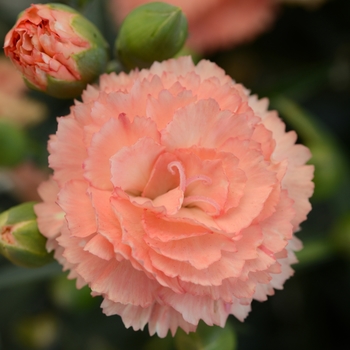 Dianthus caryophyllus SuperTrouper™ 'Orange'