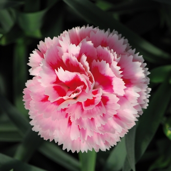 Dianthus caryophyllus SuperTrouper™ 'Pink + White'