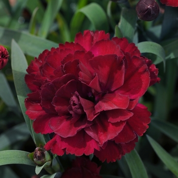 Dianthus caryophyllus SuperTrouper™ 'Purple'