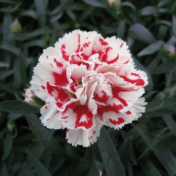 Dianthus caryophyllus SuperTrouper™ 'Red + White'
