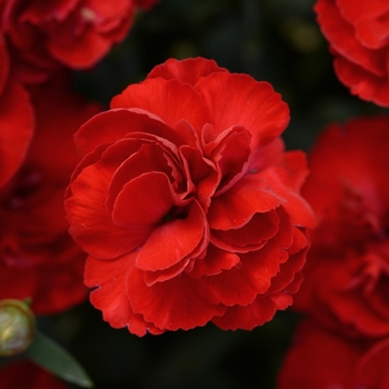 Dianthus caryophyllus SuperTrouper™ 'Scarlet'