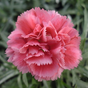 Dianthus caryophyllus 'Silver Pink' 