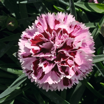 Dianthus caryophyllus SuperTrouper™ 'Velvet + Red'