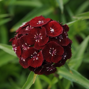 Dianthus barbatus 'Black Cherry' 