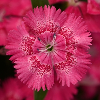 Dianthus chinensis x barbatus Floral Lace™ True Rose