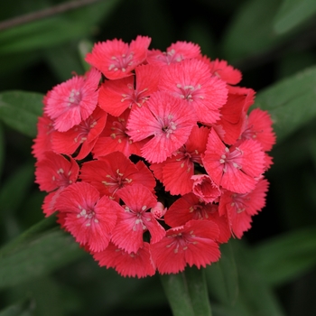 Dianthus barbatus 'Coral' 