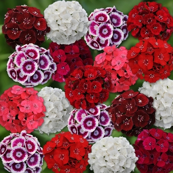 Dianthus barbatus Sweet™ 'Mix'