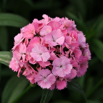 Dianthus barbatus Sweet™ 'Pink'