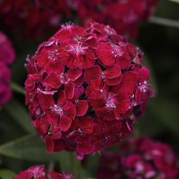 Dianthus barbatus 'Purple Improved' 