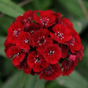 Dianthus barbatus 'Red' 