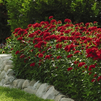 Dianthus barbatus Sweet™ 'Scarlet'