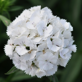 Dianthus barbatus 'White' 