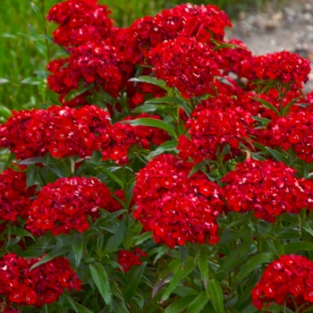 Dianthus barbatus 'Scarlet Fever' PPAF