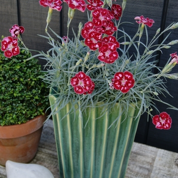 Dianthus 'Angel of Charm' PP23534