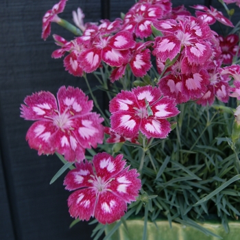 Dianthus 'Angel of Desire' 