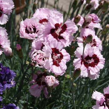 Dianthus 'Angel of Enlightenment' PPAF